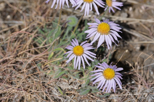 Image of Erigeron poliospermus by (c) Walter A Siegmund, some rights reserved (CC BY-SA)
