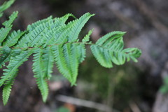 Dryopteris affinis borreri