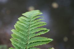Dryopteris affinis borreri