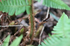 Dryopteris affinis borreri