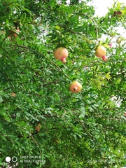 Punica granatum