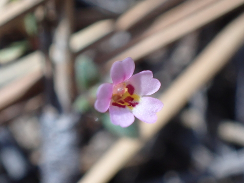 Image of Erythranthe exigua by no rights reserved