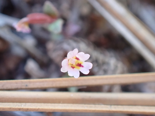 San Bernardino Mountains monkeyflower (Erythranthe exigua)