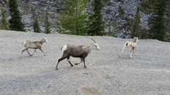 Ovis dalli stonei