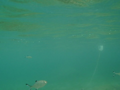 Trachinotus ovatus