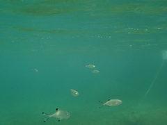 Trachinotus ovatus