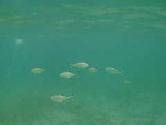 Trachinotus ovatus