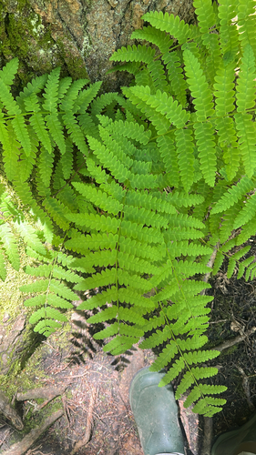 interrupted fern