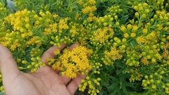 Solidago rigida