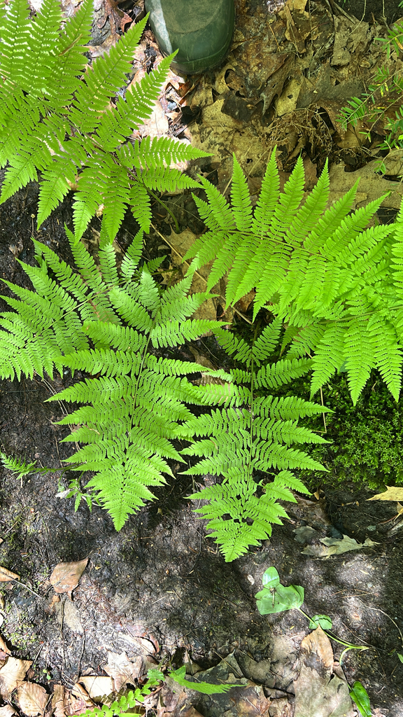 northern lady fern