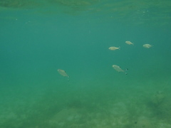 Trachinotus ovatus