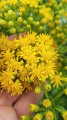 Solidago rigida