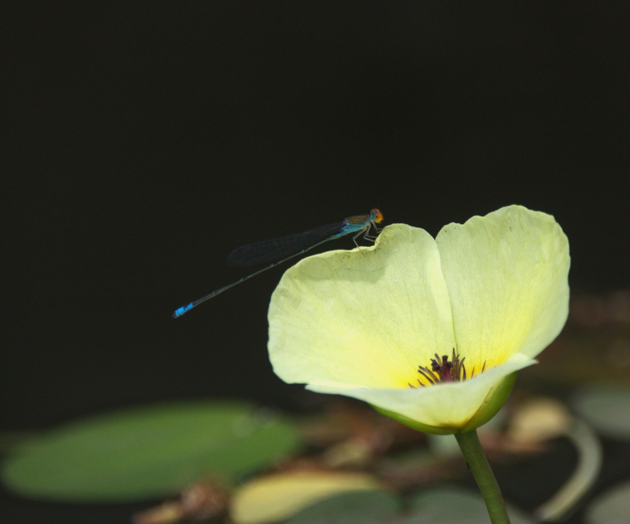 Orange-Faced Sprite
