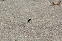 Eremopterix nigriceps