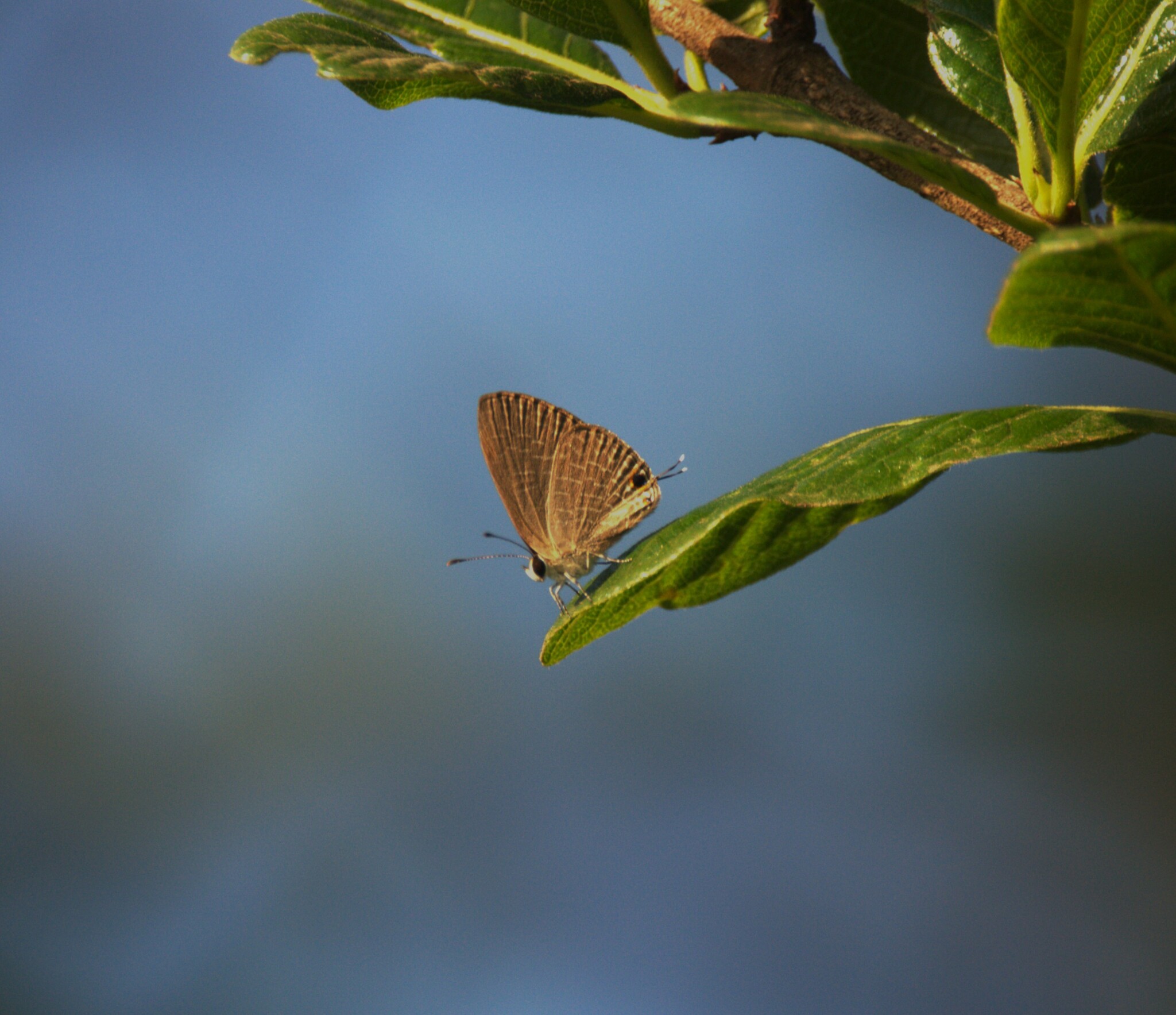 Dark Cerulean