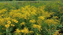 Solidago juncea