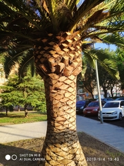 Phoenix canariensis