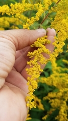 Solidago juncea
