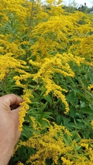 Solidago juncea