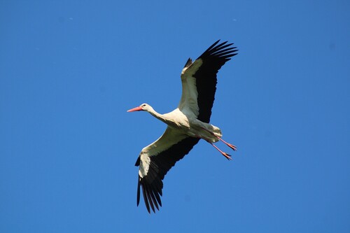 Cigüeña blanca (Ciconia ciconia)