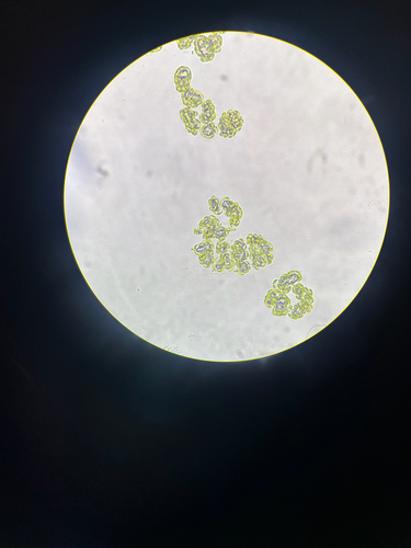 Helicodictyon