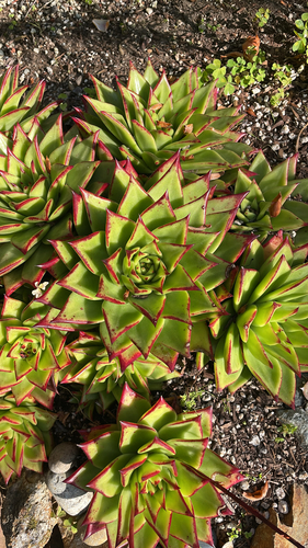 Foto de Echeveria