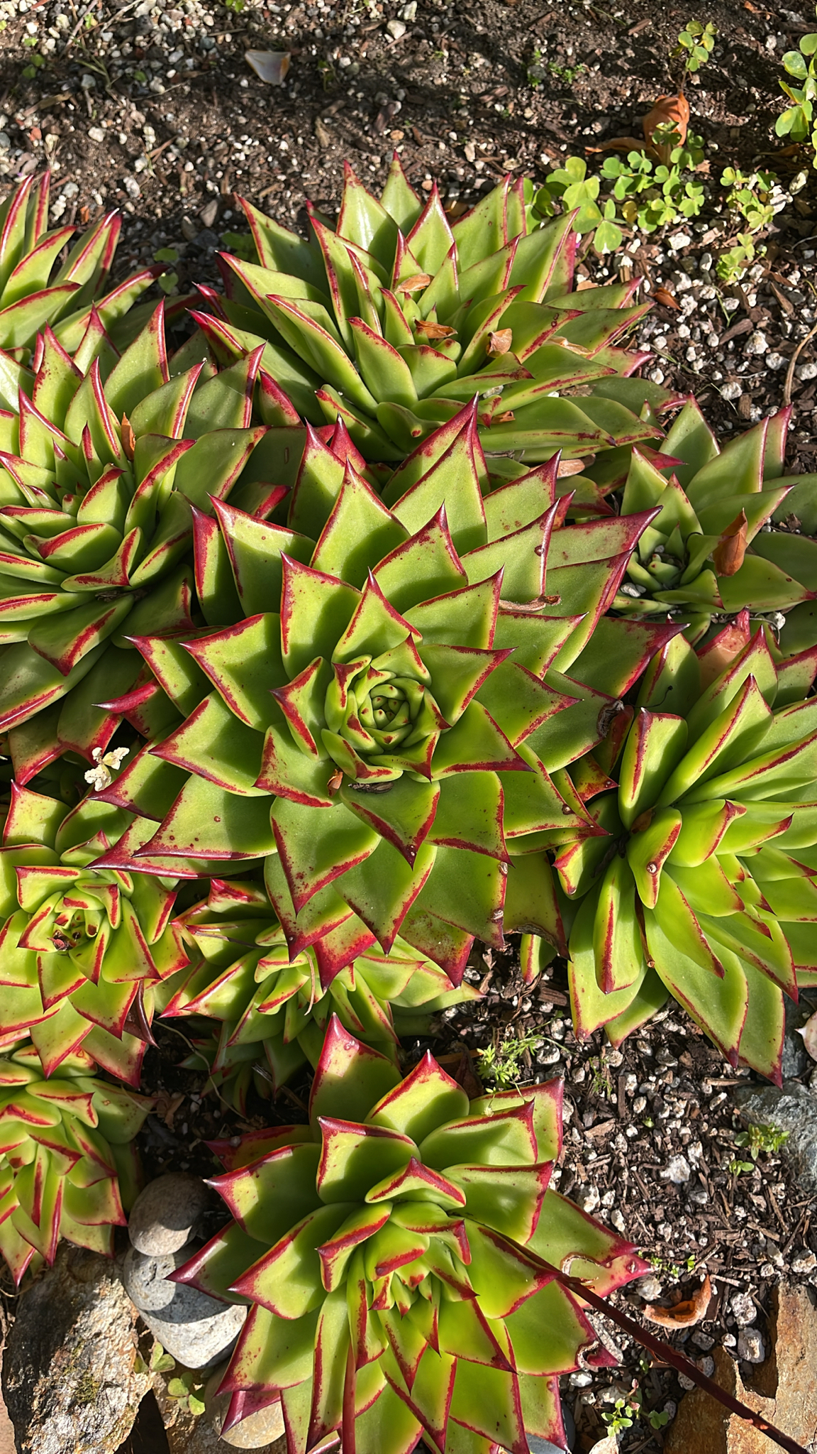 Imagem de Echeveria