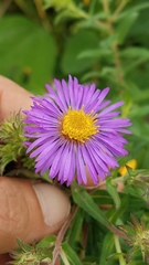 Symphyotrichum novae-angliae