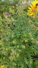 Symphyotrichum novae-angliae