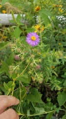 Symphyotrichum novae-angliae