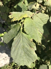 Corylus colchica