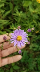 Symphyotrichum laeve