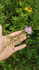 Symphyotrichum laeve