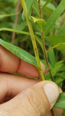 Symphyotrichum laeve