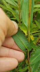 Symphyotrichum laeve