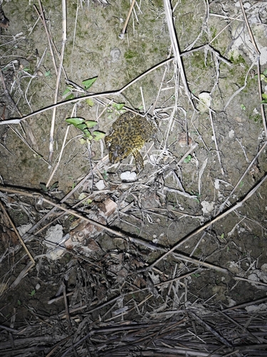 East Asian Bullfrog