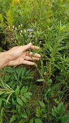 Symphyotrichum laeve