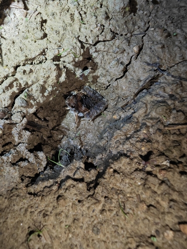 Beautiful Pygmy Frog