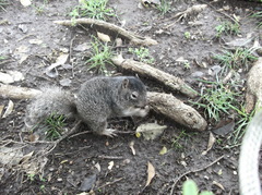 Otospermophilus variegatus