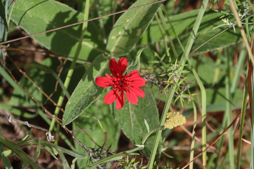 Red rays (Erythrocephalum longifolium)