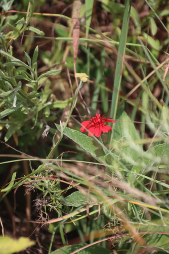 Image of Erythrocephalum longifolium by (c) Tony Rebelo, some rights reserved (CC BY-SA)
