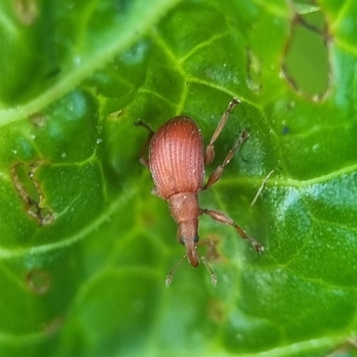 Menierood zuringspitsmuisje, 9531 JZ Borger, Nederland, photo 8 of 10