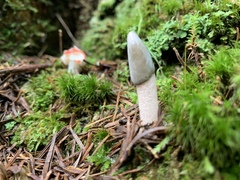 Mutinus caninus albus