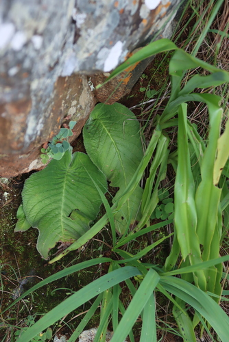 Streptocarpus eylesii, photograph 2