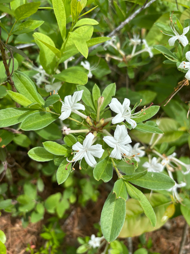 Rhododendron atlanticum