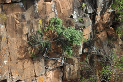 Ficus natalensis, photograph (c) Tony Rebelo, some rights reserved (CC BY-SA)