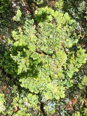 Xanthoria parietina