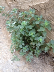 Parietaria judaica
