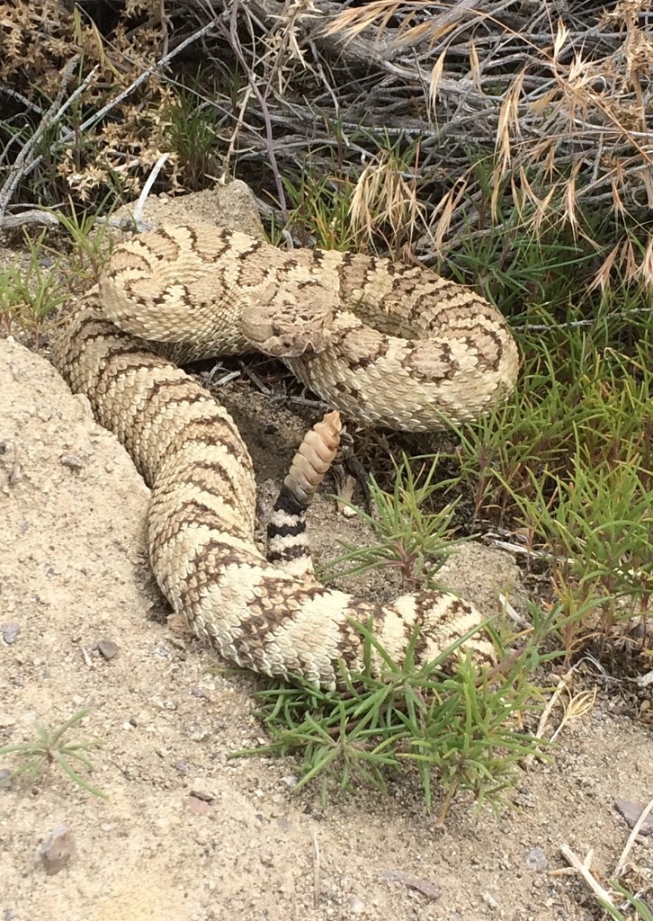 Nevada Rattlesnakes Great Basin Rattlesnake from Fallon, NV, US on May 20, 2015 at 02:02 PM ...