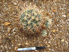 Coryphantha robustispina robustispina